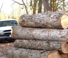 Дубовые бревна - вариант 3