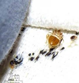 Дюбель Клоп - модель 3