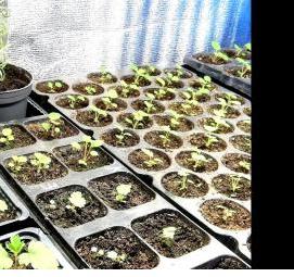 эустома рассада - модель 1