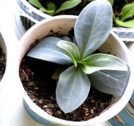 эустома рассада - модель 4