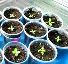 эустома рассада - модель 3