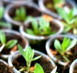 эустома рассада - модель 2