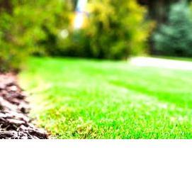 Ель живая саженцы - вариант 1