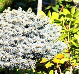 Ель живая саженцы - вариант 2