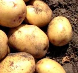 Емкости для картофеля - модель 4