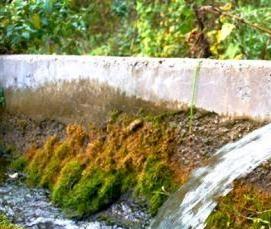 Ендова красная - вариант 1