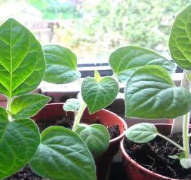 физалис рассада - тип 4