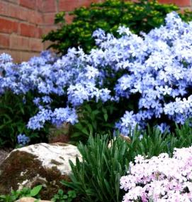 флокс шиловидный саженцы - модель 1