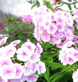 флоксы многолетние саженцы - вариант 1