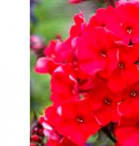 флоксы многолетние саженцы - вариант 4