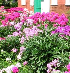 флоксы многолетние саженцы - вариант 3