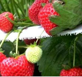 флорида бьюти клубника саженцы - вариант 1