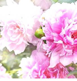 фотообои: 3д пионы - вариант 2