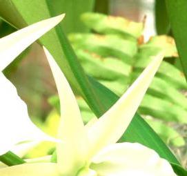 фотообои: белая орхидея - тип 1