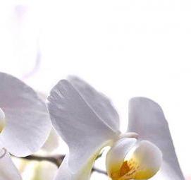 фотообои: белая орхидея - тип 4