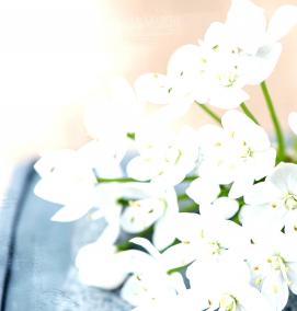 фотообои белого цвета - вариант 3