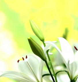 фотообои: белые лилии - тип 1
