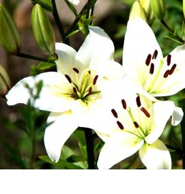 фотообои: белые лилии - тип 4