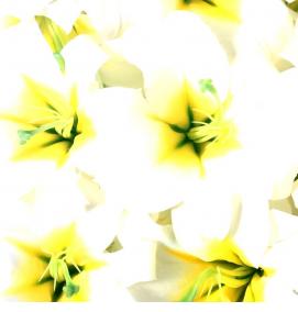 фотообои: белые лилии - тип 3