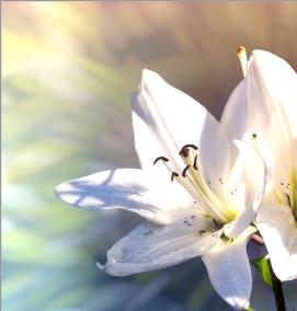 фотообои: белые лилии - тип 2