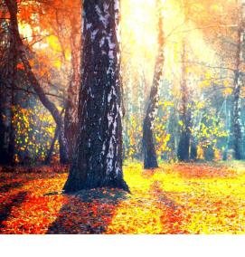 фотообои: березы - вариант 1