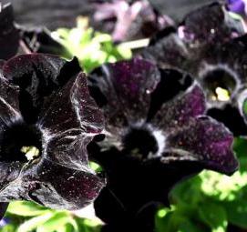 фотообои черные с цветами - модель 4