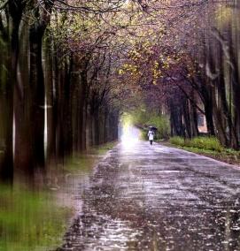 фотообои: дождь - вариант 3