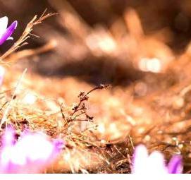 фотообои: фиолетовые цветы - вариант 2