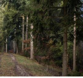 фотообои: хвойный лес - вариант 1