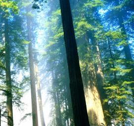 фотообои: хвойный лес - вариант 4