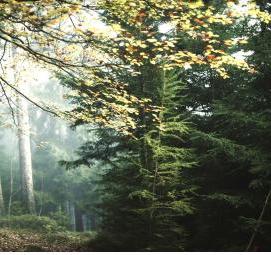 фотообои: хвойный лес - вариант 3