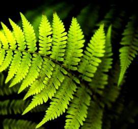 фотообои: листья папоротника - модель 1