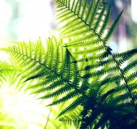 фотообои: листья папоротника - модель 4