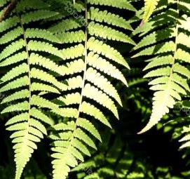 фотообои: листья папоротника - модель 3