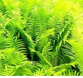 фотообои: листья папоротника - модель 2