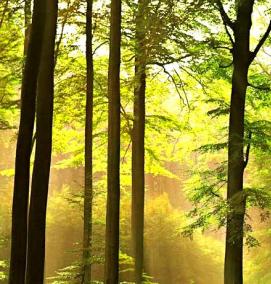 фотообои на стену: лес - тип 4