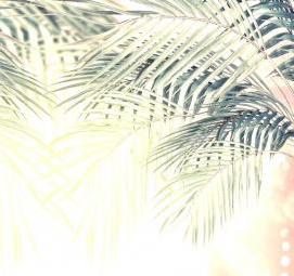фотообои: пальмовые листья - модель 4