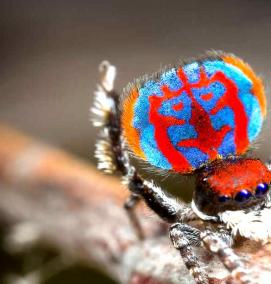 фотообои: пауки - тип 3