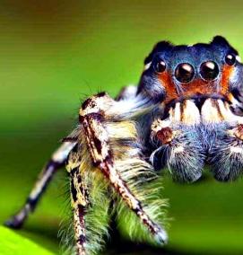 фотообои: пауки - тип 2