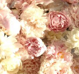 фотообои: пионы на стену - тип 1