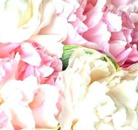 фотообои: пионы на стену - тип 4