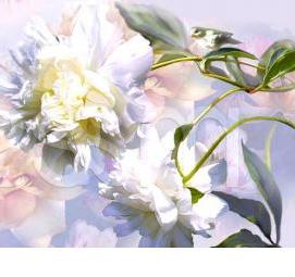 фотообои: пионы на стену - тип 3