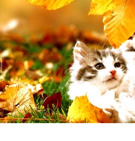 фотообои с животными - модель 1