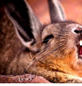 фотообои с животными - модель 3