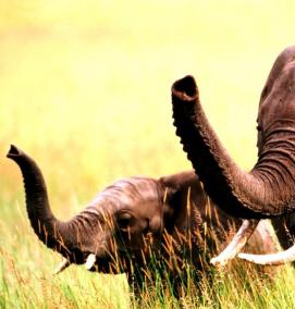 фотообои со слоном - модель 1