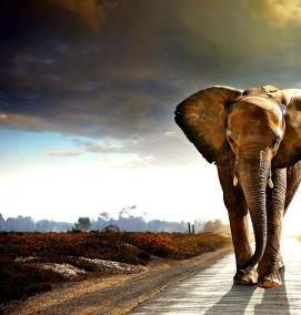 фотообои со слоном - модель 4