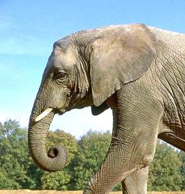 фотообои со слоном - модель 2