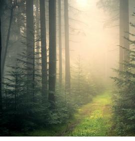 фотообои: туманный лес - вариант 1