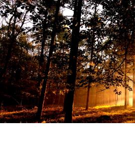 фотообои: туманный лес - вариант 4