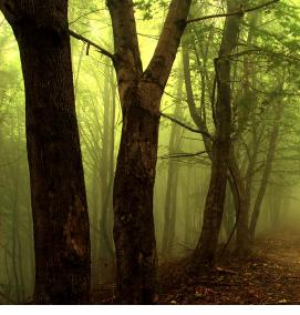 фотообои: туманный лес - вариант 3